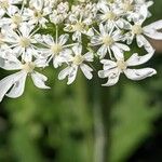 Heracleum sphondyliumŽiedas