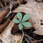 Potentilla canadensis Hoja