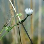 Erigeron lonchophyllus Virág