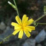 Chondrilla juncea 花