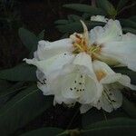 Rhododendron stewartianum Flower