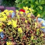 Sedum acreFlor