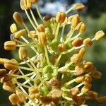 Ceratonia siliqua Virág