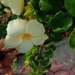 Allamanda cathartica Квітка