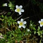 Limnanthes douglasii Habit