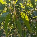 Eucalyptus pterocarpa Hoja