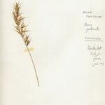 Avenula pubescens Fula