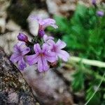 Erinus alpinus Blomst