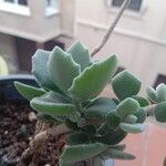 Kalanchoe millotii Folha