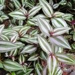 Tradescantia zebrinaFuelha