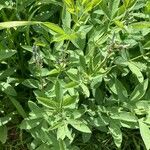 Thermopsis gracilis Hábito