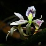 Prosthechea abbreviata Flower