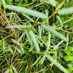 Chamaecrista mimosoides Hoja
