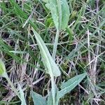 Fourraea alpina 葉