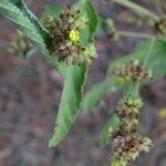 Waltheria indica Folla