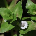 Gratiola peruviana Flower