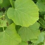 Tilia tomentosa Leaf