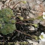 Saxifraga squarrosa Habitus