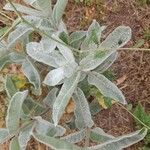 Asclepias eriocarpa Levél