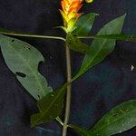 Aphelandra paulensis