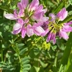 Coronilla variaBlomst