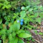 Clintonia borealis Fruit