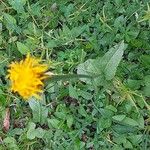 Crepis pontana Feuille