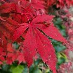 Acer japonicum 葉