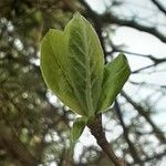 Crataegus germanica Blatt