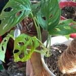 Monstera adansoniiDeilen