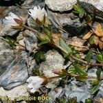 Cerastium cerastoides Habit