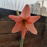 Hippeastrum striatumFlower