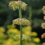 Rumex nepalensis Hábitos