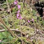 Daphne mezereum Blomst