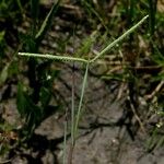 Paspalum scrobiculatum Habit