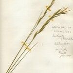 Brachypodium phoenicoides Lorea