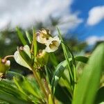 Trichodesma marsabiticum Fleur