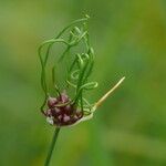 Allium vineale Fruit