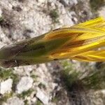 Scorzonera hispanica Kvet