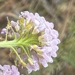 Iberis ciliata Fula