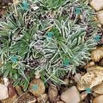 Saxifraga crustata 叶