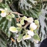 Begonia imperialis Flor