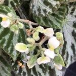 Begonia imperialis Flower