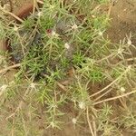 Portulaca pilosa Flors