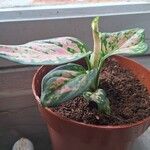 Aglaonema commutatum Blad