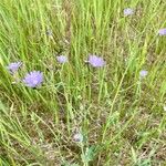 Lactuca tatarica Συνήθη χαρακτηριστικά