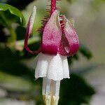 Ribes californicum Flower