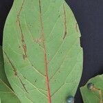 Persea caerulea Hoja