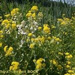 Tephroseris palustris Libunga