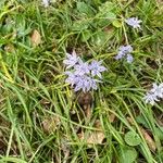 Scilla vernaFlower